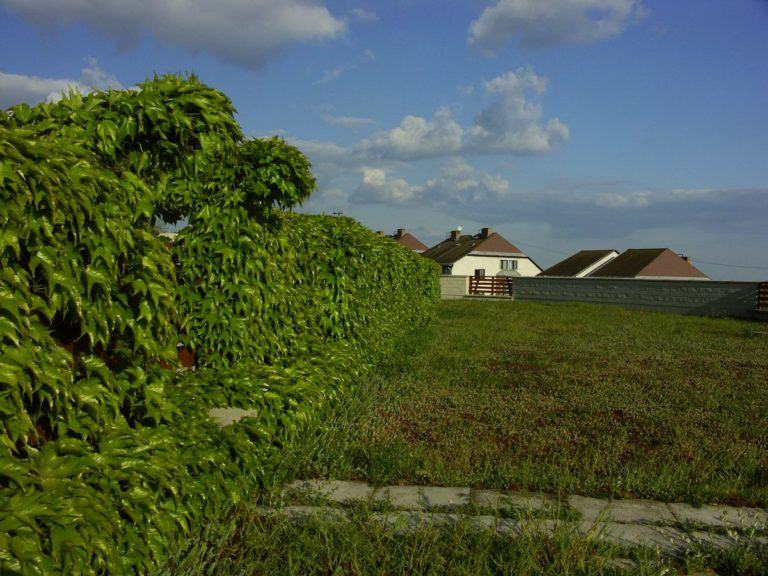 Budapest XI. ker. „Gellért Gyöngye” extenzív zöldtető 5 évvel az átadás után - Fito System Kft.