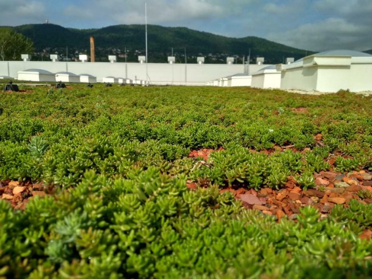 Zöldtetőépítés - Takarítson meg százezreket